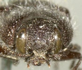 Media type: image;   Entomology 2732 Aspect: head frontal view